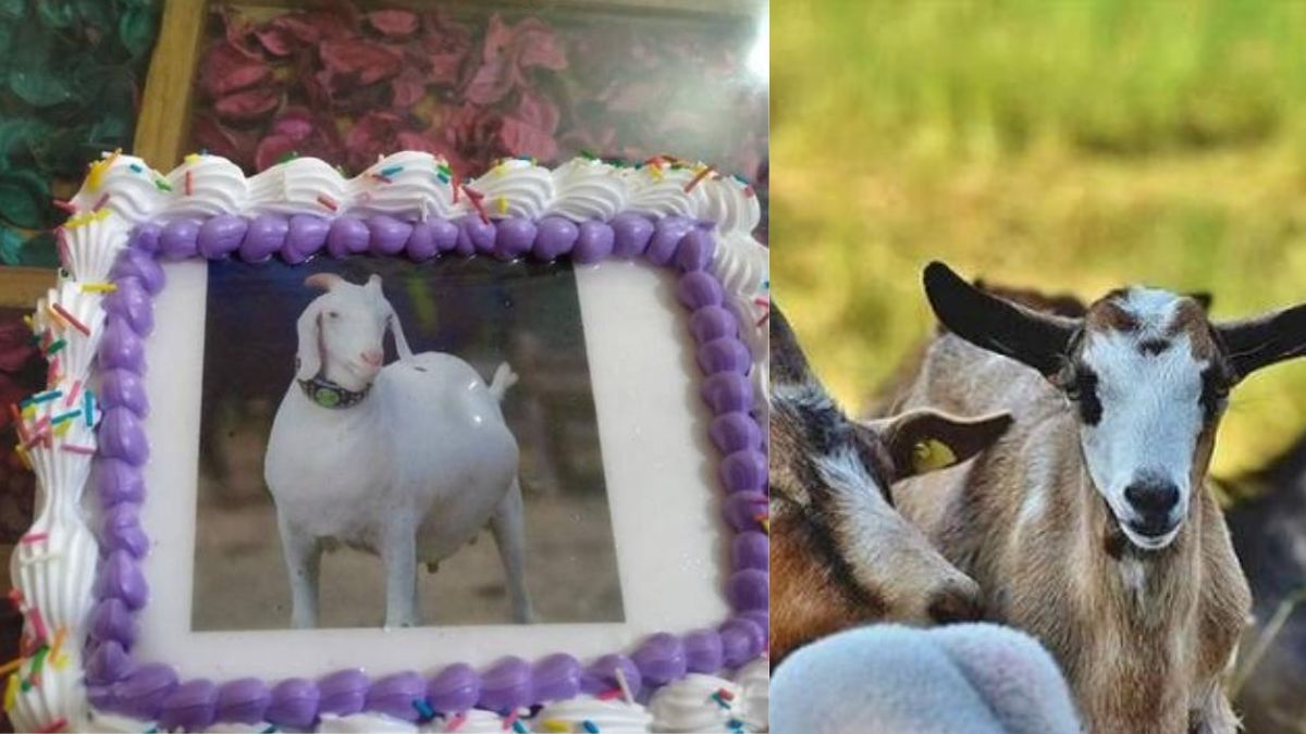 बकरीद पर बकरे के फोटो का केक काटकर दी कुर्बानी, पूरे देश में बना चर्चा का विषय