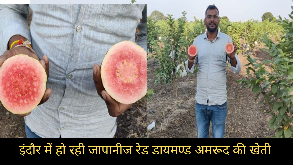 अब इंदौर में हो रही जापानीज रेड डायमण्ड अमरूद की खेती, देशी अमरूद की तुलना में है कई गुना बड़े अमरूद